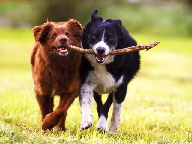 Agresif Köpek Eğitimi