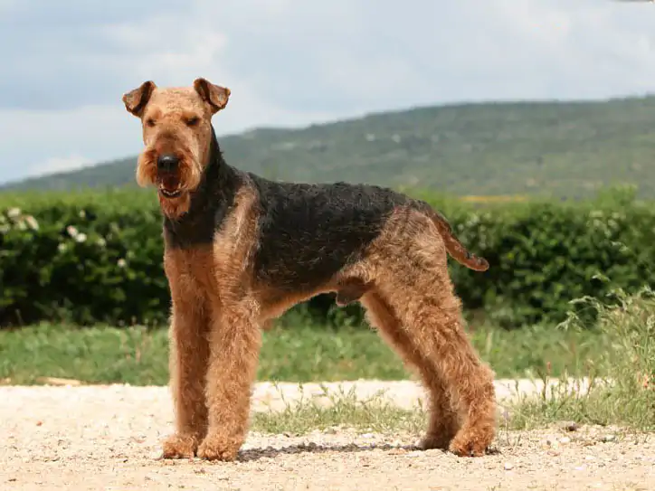 Airedale Terrier Köpek Eğitimi