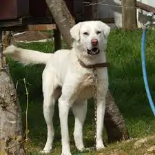 Akbaş Köpekler Özellikleri Ve Eğitimi