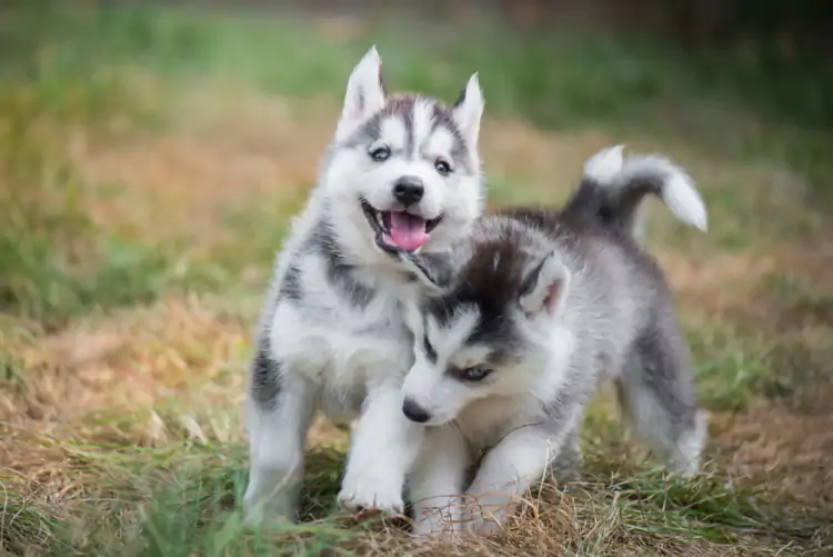 Husky Köpek Eğitimi Nasıl Verilir?