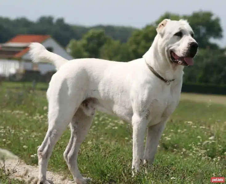 Alabay Köpeği Eğitim Teknikleri