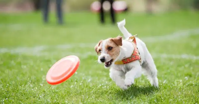 Arnavutköy Köpek Eğitim Veren Yerler