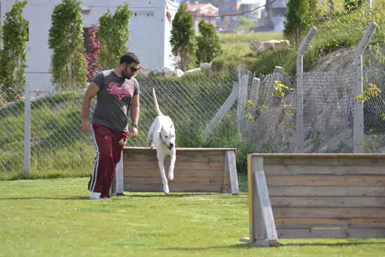 Bayramoğlu Köpek Eğitim Okulu