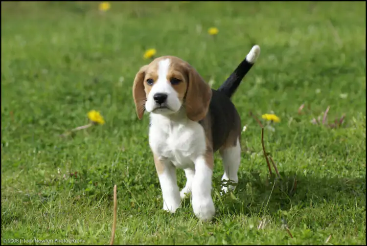 Beagle Köpek Eğitim Merkezi