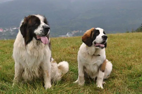 Bekçi Köpeği Eğitimi