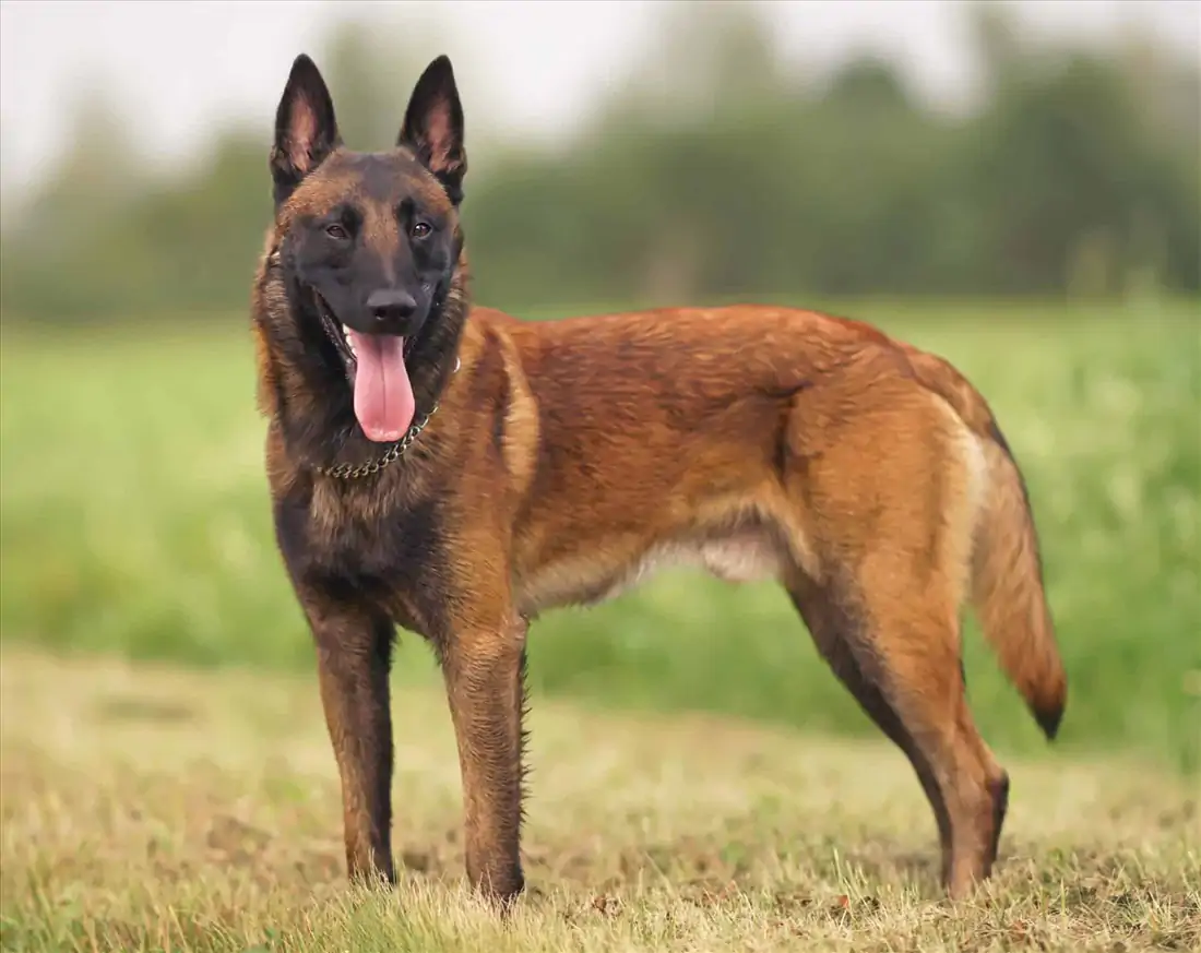 Belçika Kurdu Köpek Eğitimi