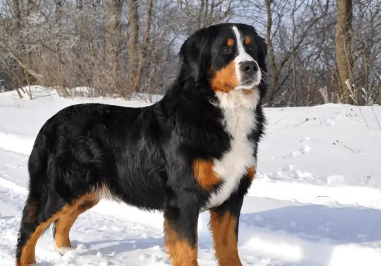 Bernese Dağ Köpeği Eğitimi