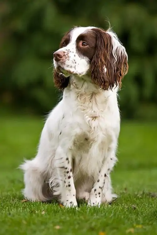 Beykoz Köpek Pansiyonu ve Eğitim Çiftliği