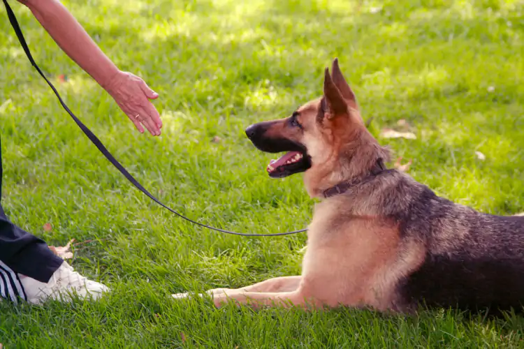 Beyoğlu Köpek Eğitim ve Pansiyonu
