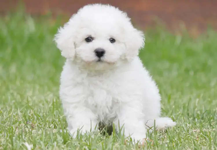 Bichon Frise Köpeklerde Eğitim