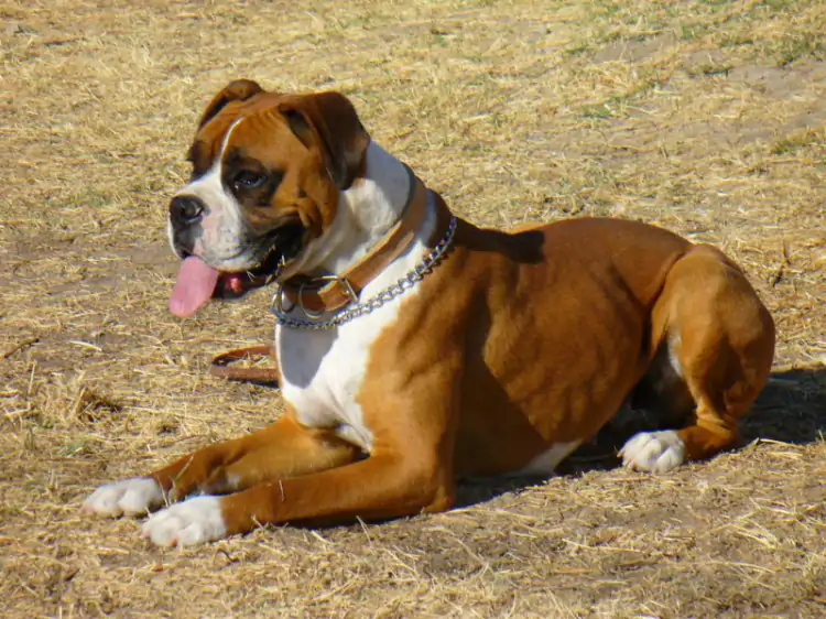 Boxer Köpekler Ve Özellikleri