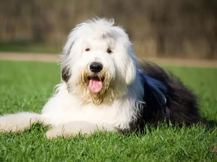 Bobtail Köpek Eğitimi 