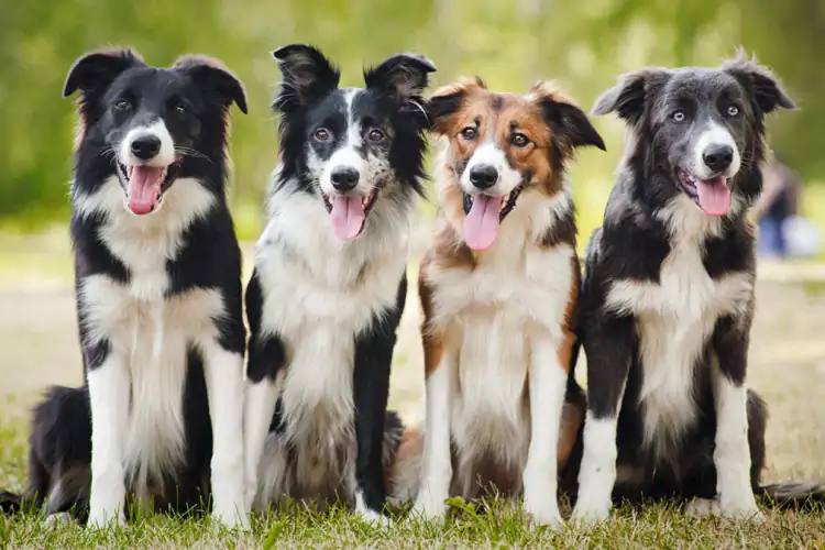 Border Collie Köpek Eğitim Çiftliği