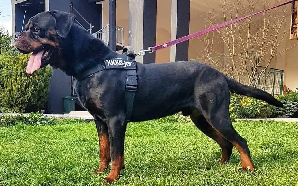 Bostancı Köpek Eğitimi Merkezi