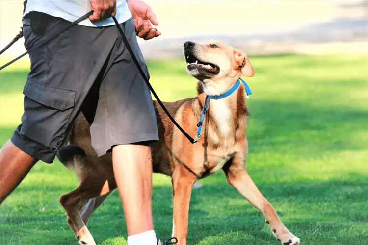 Caddebostan Köpek Eğitimi Merkezi