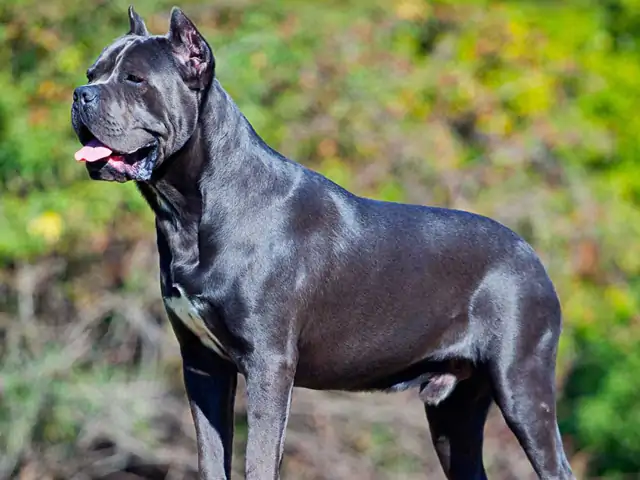 Cane Corso Bodyguard Eğitimi