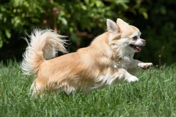 Chihuahua Köpek Eğitimi
