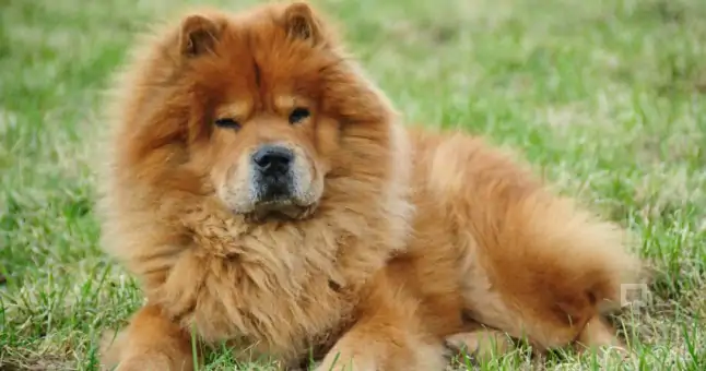 Chow Chow Köpek Eğitimi Nasıl Veriliyor?