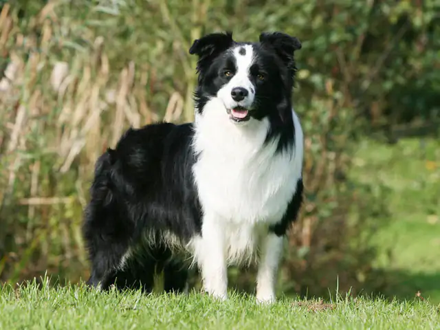 Collie Köpek Eğitimi Nasıl Olması Gerekiyor?