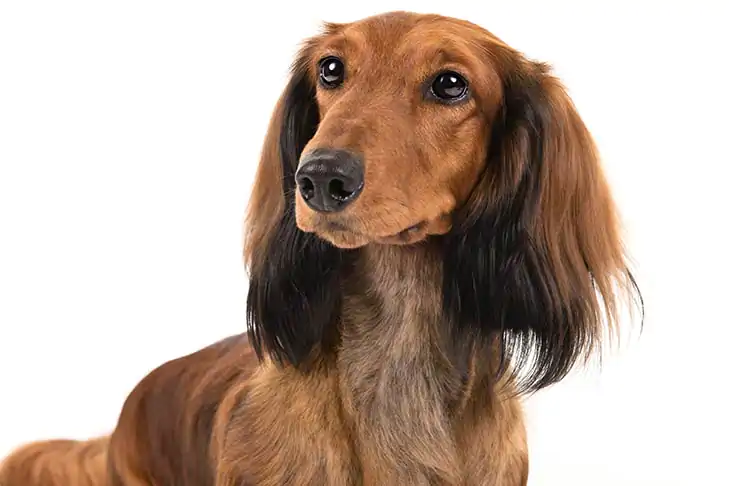 Dachsund Köpek Eğitimi Nasıl Veriliyor?