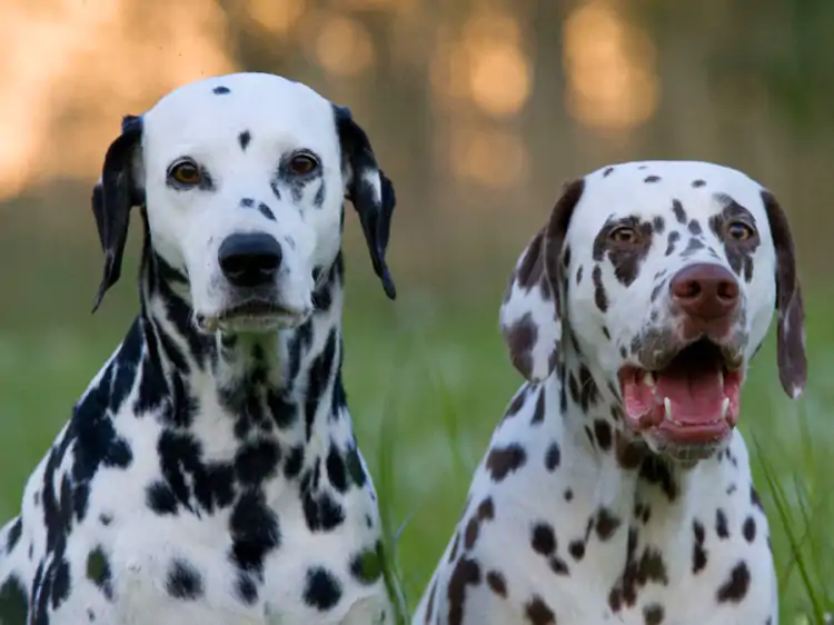 Dalmaçyalı Köpek Eğitimi Nasıl Olması Gerekiyor?