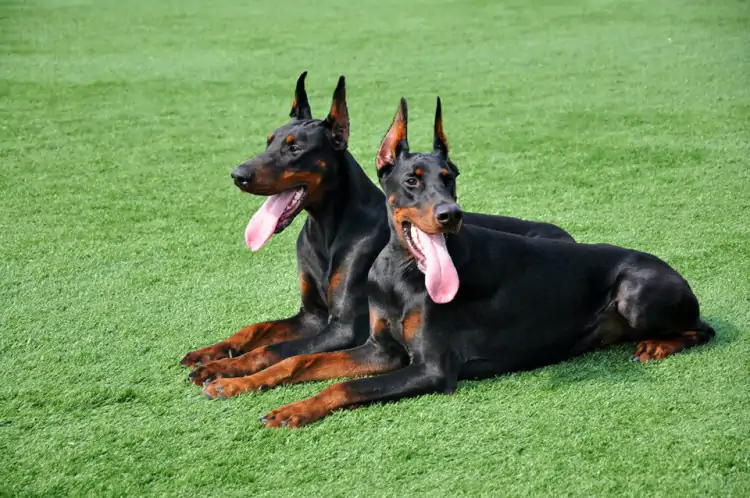 Doberman Bodyguard Eğitimi