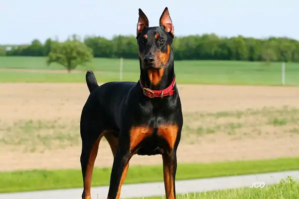 Doberman Köpek Eğitimi Nasıl Veriliyor?