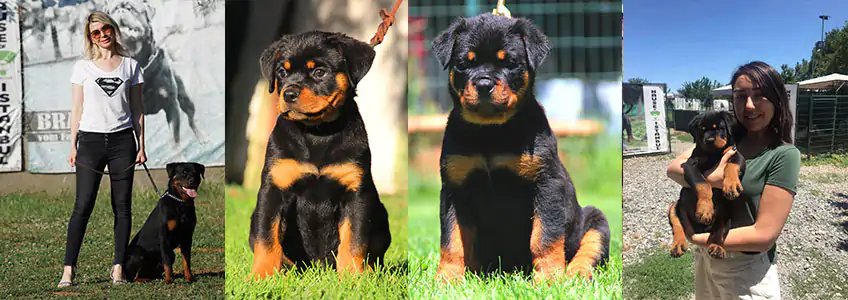 Pet shops hotsell selling dogs