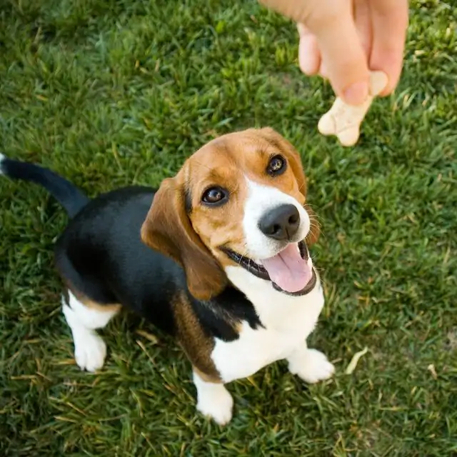 Eğitimli köpek ve Eğitimsiz Köpek Arasındaki Fark