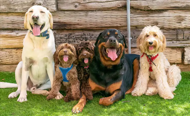 En İyi Köpek Oteli Nasıl Olmalıdır