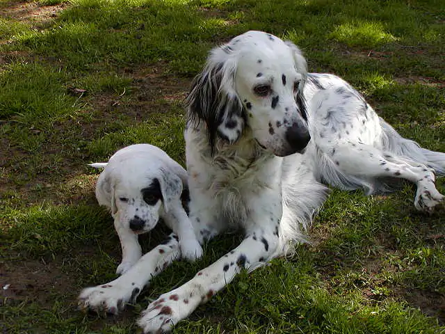 English Setter Köpek Eğitimi Nasıl Veriliyor?