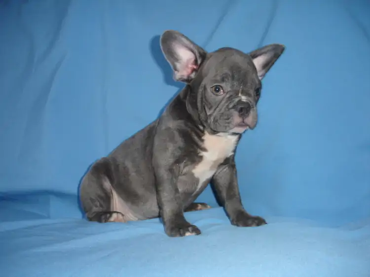 French Bulldog Köpek Eğitimi Nasıl Olması Gerekiyor?