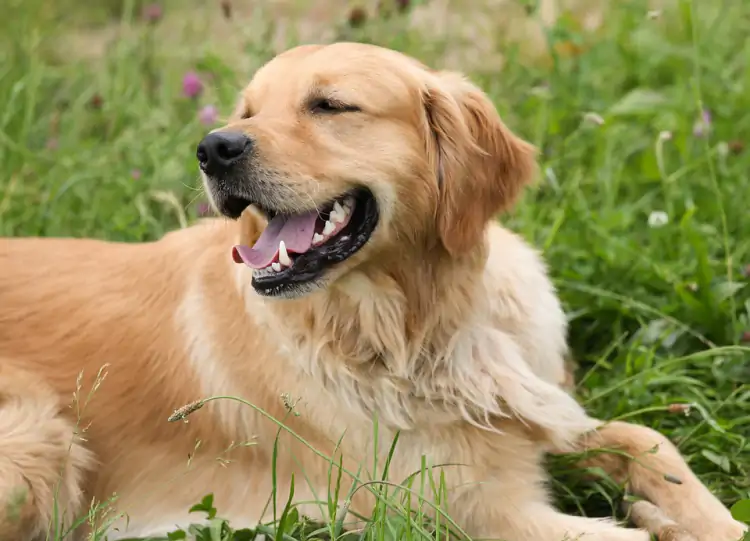 Golden Retriever Köpek Eğitimi Nasıl Verilir?