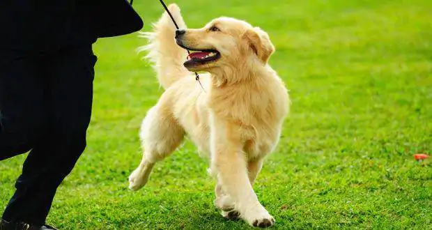 Golden Yavru Köpek Eğitimi