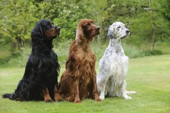 Gordon Setter Köpek Eğitimi Nasıl Olması Gerekiyor?