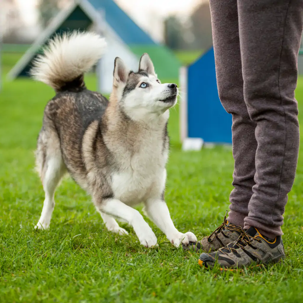 Husky Köpek Eğitimi Çok Zormu Geçer