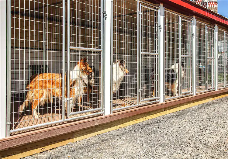 İstanbul Ataşehir Köpek Pansiyonu ve Otel Hizmeti