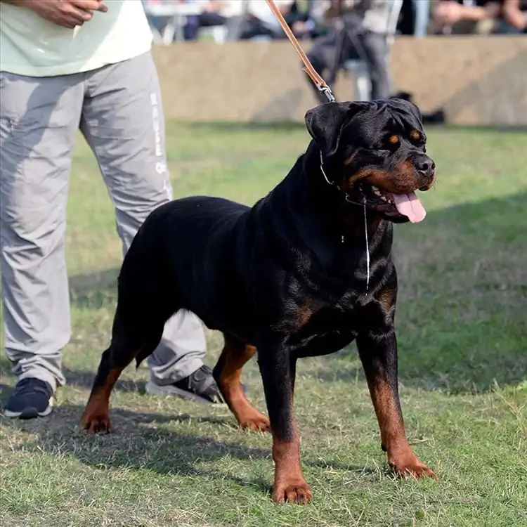 İstanbul’da Yavru Köpek Eğitimi Alabileceğiz En Nezih Yer