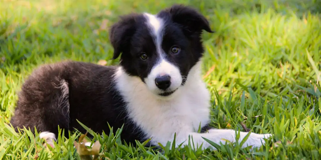 İstanbul’da Sektörün Lider Köpek Pansiyonu 