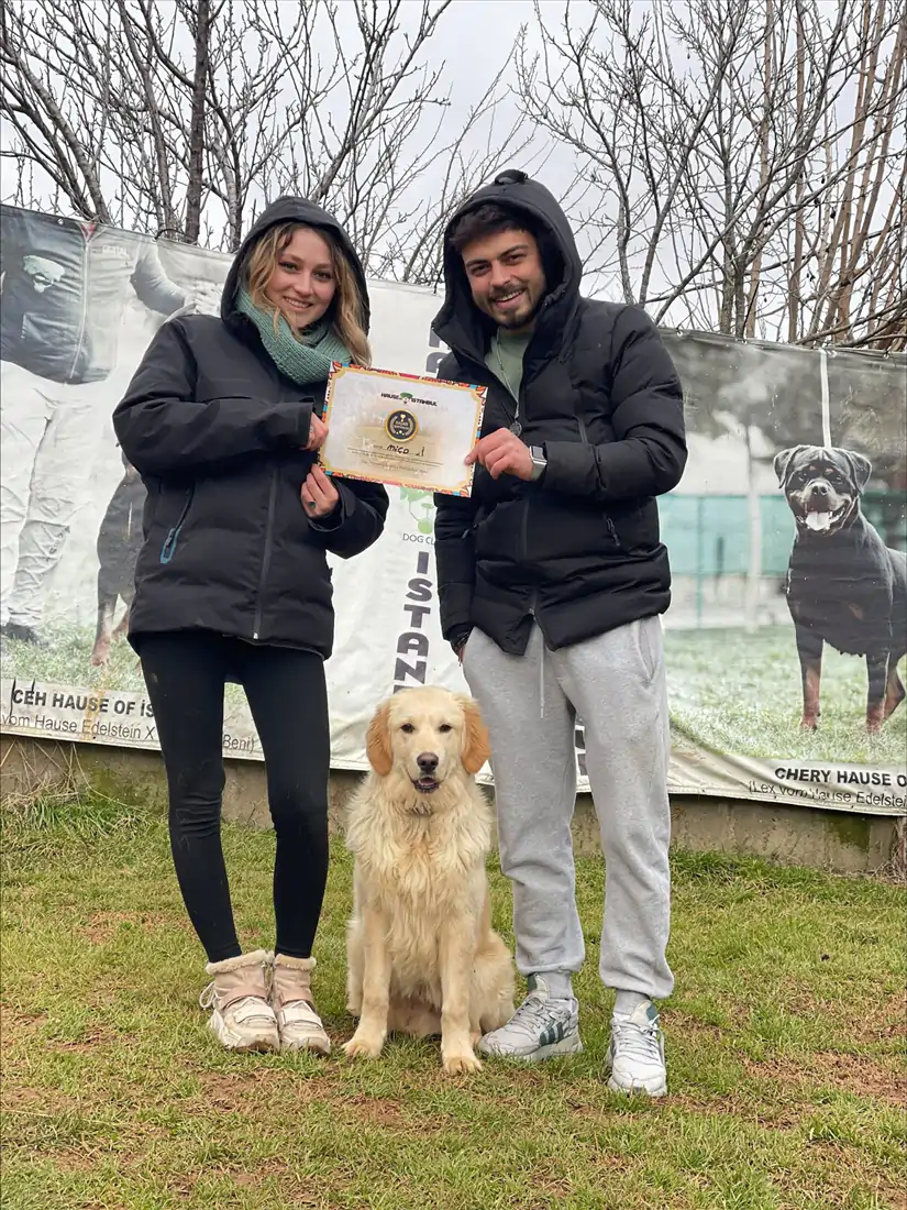 İstanbul En İyi Köpek Eğitim Merkezi