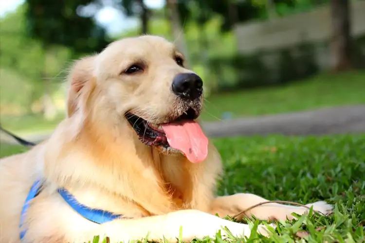 İstanbul Köpek Oteli ve Köpek Pansiyonu 