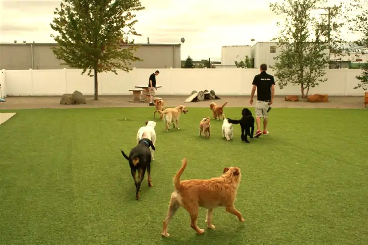 İstanbul Sancaktepe Köpek Oteli ve Köpek Pansiyonu Hizmeti