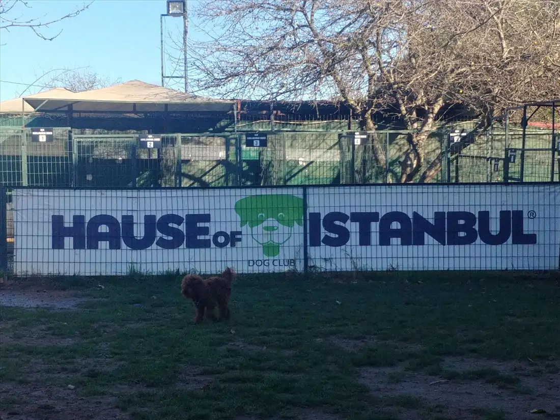 İstanbulun En İyi Köpek Oteli