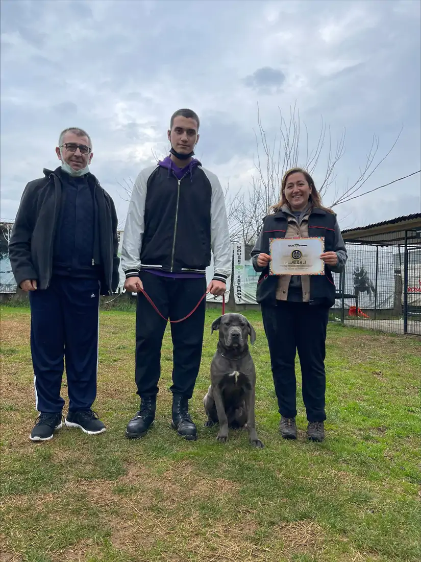 İtaat Eğitimi Alan Köpeklerde Neler Değişir