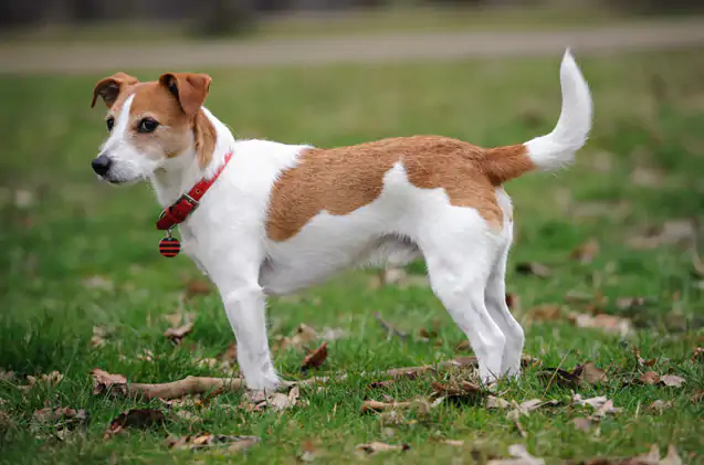 Jack Russell Terrier Köpek Eğitimi Nasıl Olması Gerekiyor?