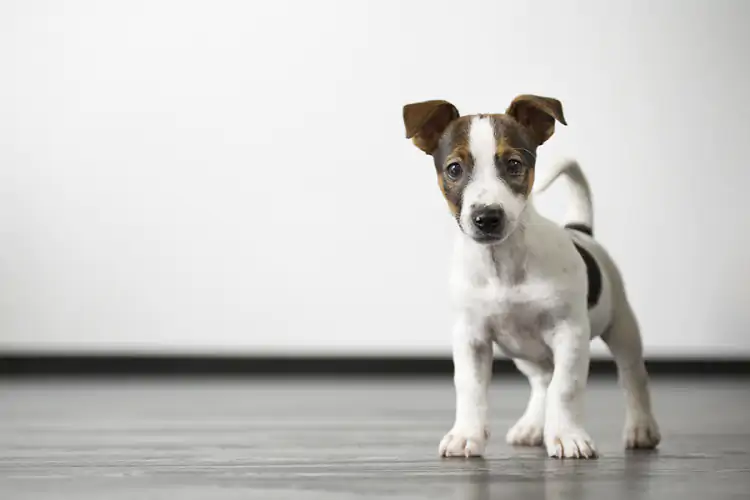 Kadıköy Köpek Eğitimi