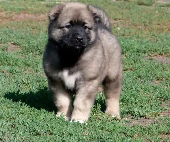 Kafkas Çoban Köpek Eğitimi