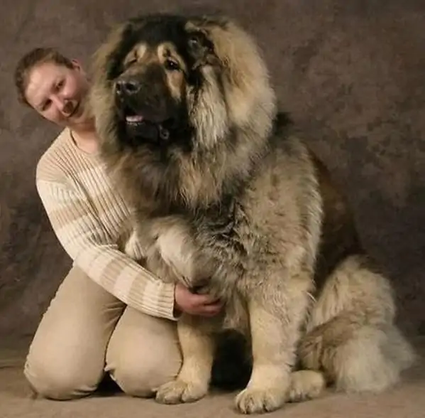 Kafkas Çobanı Köpek Eğitimi ve Fiziksel Özellikleri