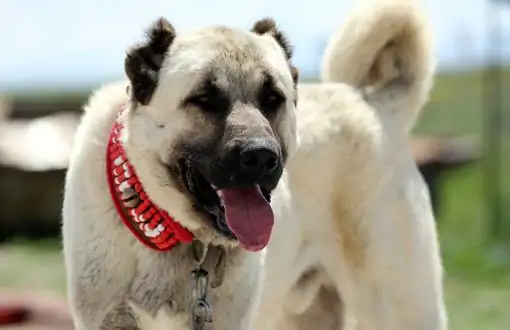 Kangal Köpek Eğitimi Nasıl Olması Gerekiyor?