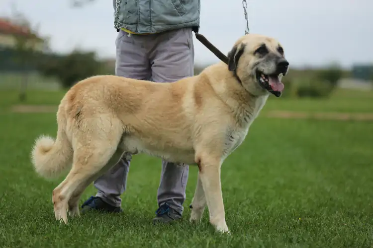 Kangal Temel İtaat Eğitimi